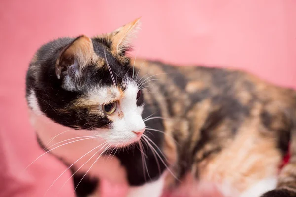 Pembe Arka Planda Renkli Kedi Veteriner Kliniğinden Sonra Kediler — Stok fotoğraf