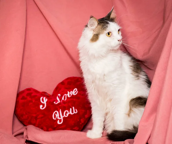 Gato Adulto Fundo Rosa Gatos Após Clínica Veterinária — Fotografia de Stock