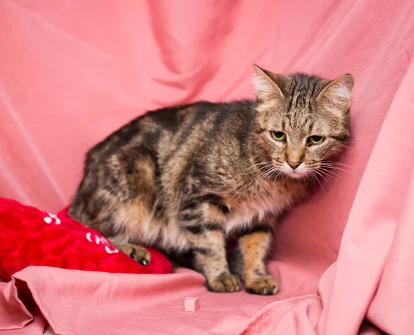 Gatto Adulto Sfondo Rosa Gatti Dopo Clinica Veterinaria — Foto Stock