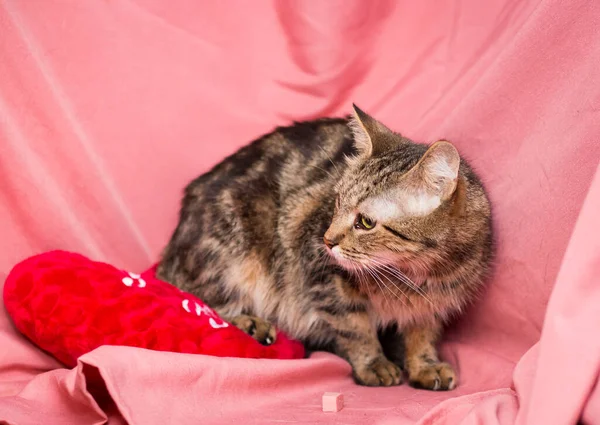 ピンクの背景に大人の猫 獣医院の後の猫 — ストック写真