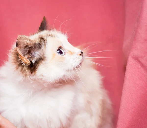 Дорослий Кіт Рожевому Тлі Кішки Після Ветеринарної Клініки — стокове фото