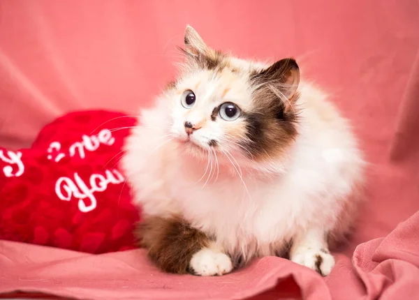 Gato Adulto Fundo Rosa Gatos Após Clínica Veterinária — Fotografia de Stock