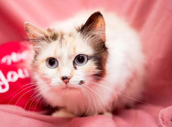 Gato Adulto Fundo Rosa Gatos Após Clínica Veterinária — Fotografia de Stock