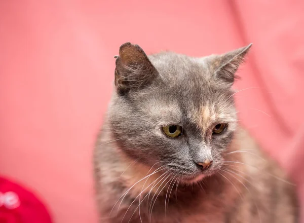 Gato Adulto Sobre Fondo Rosa Gatos Después Clínica Veterinaria — Foto de Stock