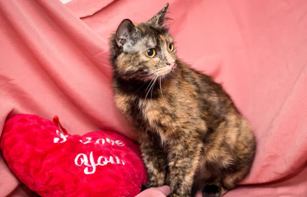 Gato Adulto Fundo Rosa Gatos Após Clínica Veterinária — Fotografia de Stock