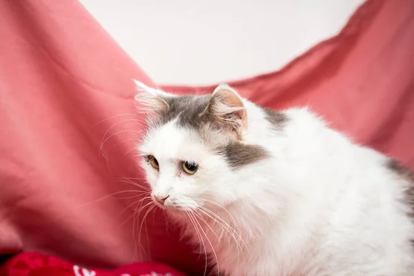 Pembe Arka Planda Yetişkin Bir Kedi Veteriner Kliniğinden Sonra Kediler — Stok fotoğraf