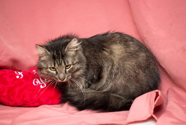 Erwachsene Katze Auf Rosa Hintergrund Katzen Nach Der Tierklinik — Stockfoto
