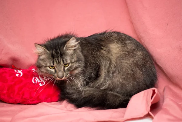 Gato Adulto Fundo Rosa Gatos Após Clínica Veterinária — Fotografia de Stock