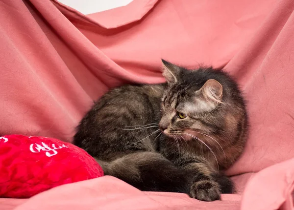 Erwachsene Katze Auf Rosa Hintergrund Katzen Nach Der Tierklinik — Stockfoto