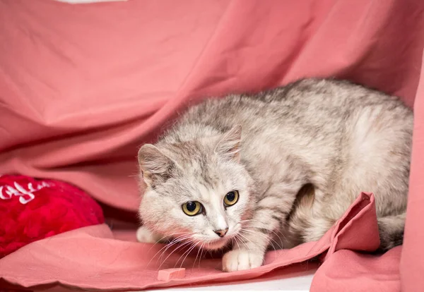 Vuxen Katt Rosa Bakgrund Katter Efter Veterinärkliniken — Stockfoto