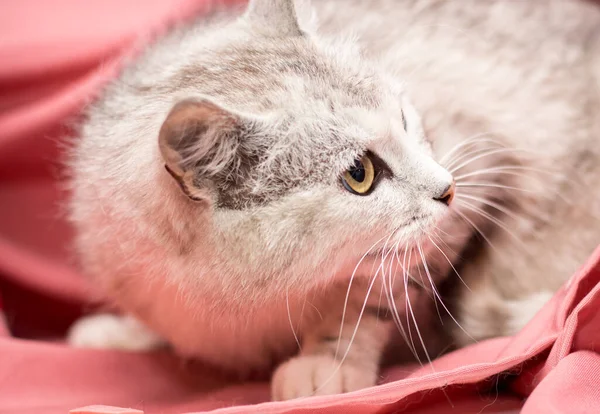粉红背景的成年猫 兽医诊所后的猫 — 图库照片