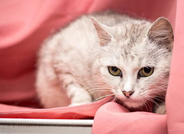 Взрослая Кошка Розовом Фоне Кошки После Ветеринарной Клиники — стоковое фото