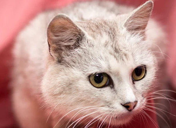 Pembe Arka Planda Yetişkin Bir Kedi Veteriner Kliniğinden Sonra Kediler — Stok fotoğraf