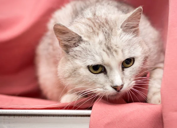 Pembe Arka Planda Yetişkin Bir Kedi Veteriner Kliniğinden Sonra Kediler — Stok fotoğraf