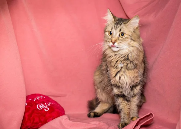 Gato Adulto Fundo Rosa Gatos Após Clínica Veterinária — Fotografia de Stock