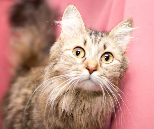 Pembe Arka Planda Yetişkin Bir Kedi Veteriner Kliniğinden Sonra Kediler — Stok fotoğraf