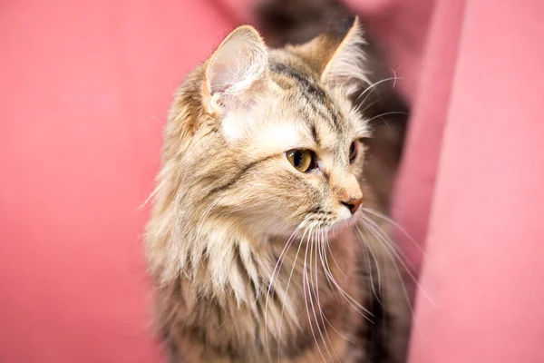 Erwachsene Katze Auf Rosa Hintergrund Katzen Nach Der Tierklinik — Stockfoto