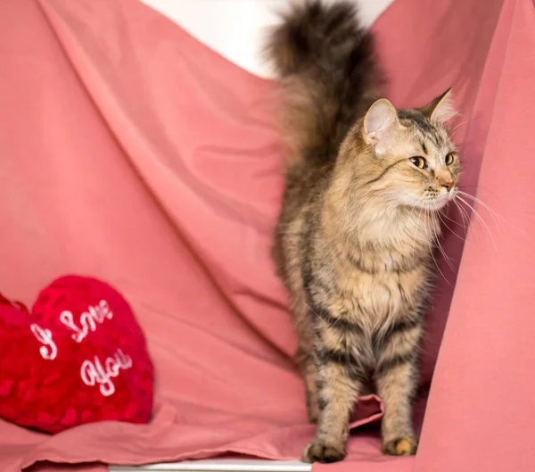 粉红背景的成年猫 兽医诊所后的猫 — 图库照片