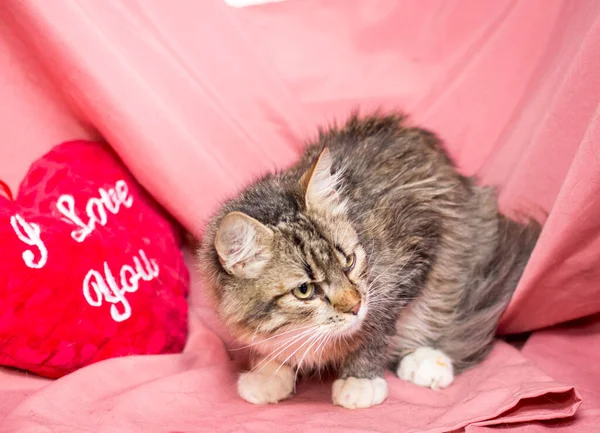 ピンクの背景に大人の猫 獣医院の後の猫 — ストック写真