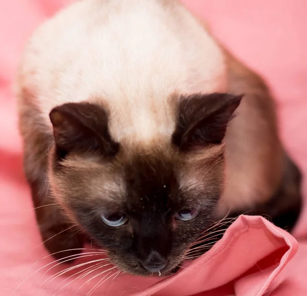 Pembe Arka Planda Yetişkin Bir Kedi Veteriner Kliniğinden Sonra Kediler — Stok fotoğraf