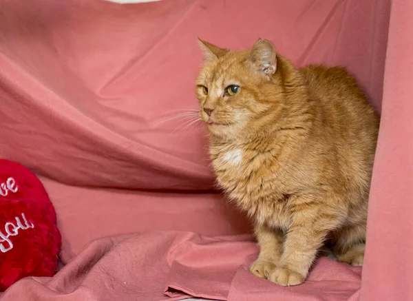 Червоний Кіт Рожевому Тлі Кішки Після Ветеринарної Клініки — стокове фото