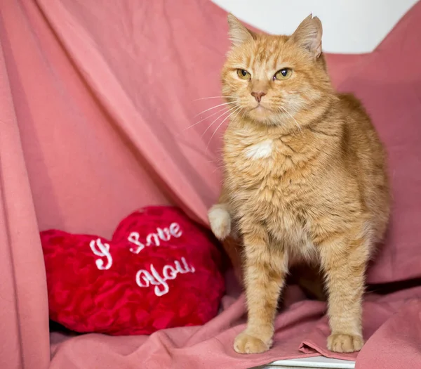 ピンクの背景に赤い猫 獣医院の後の猫 — ストック写真