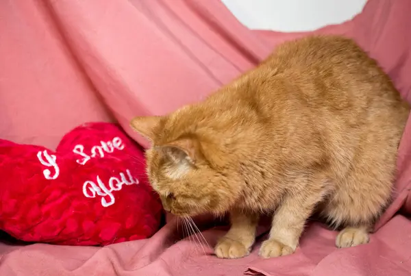 Красная Кошка Розовом Фоне Кошки После Ветеринарной Клиники — стоковое фото