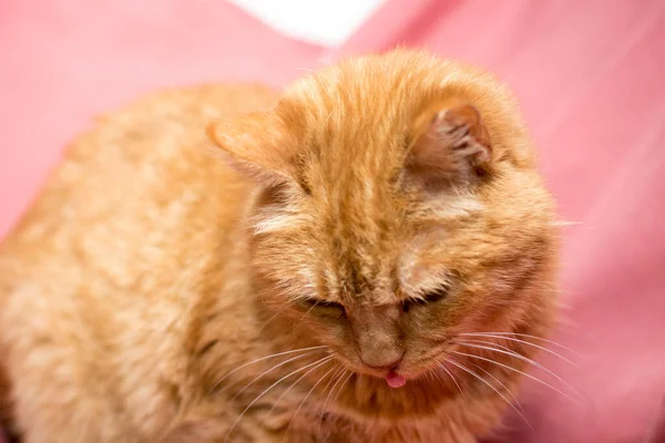 Gato Rojo Sobre Fondo Rosa Gatos Después Clínica Veterinaria — Foto de Stock