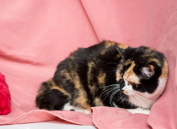 Триколор Розовом Фоне Кошки После Ветеринарной Клиники — стоковое фото