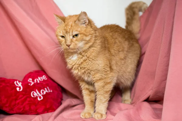 ピンクの背景に赤い猫 獣医院の後の猫 — ストック写真