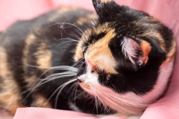 Триколорний Кіт Рожевому Тлі Кішки Після Ветеринарної Клініки — стокове фото