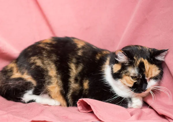 ピンクの背景にトリコロール猫 獣医院の後の猫 — ストック写真