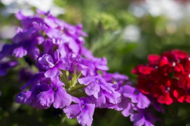 Verbena Melezi Bahçede çok renkli
