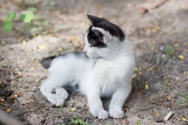 Lilla Hemlös Kattunge Gatan — Stockfoto