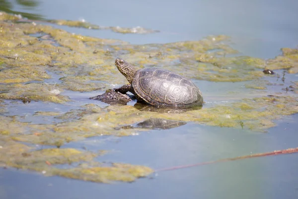 Tortuga Tomando Sol — Foto de Stock