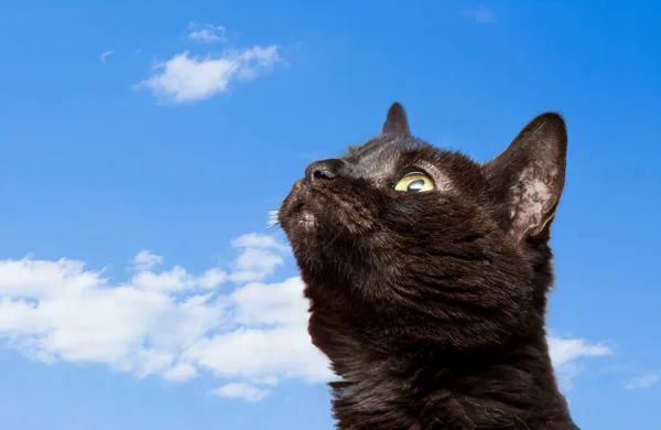 Mavi Gökyüzünün Arka Planında Kara Kedi — Stok fotoğraf