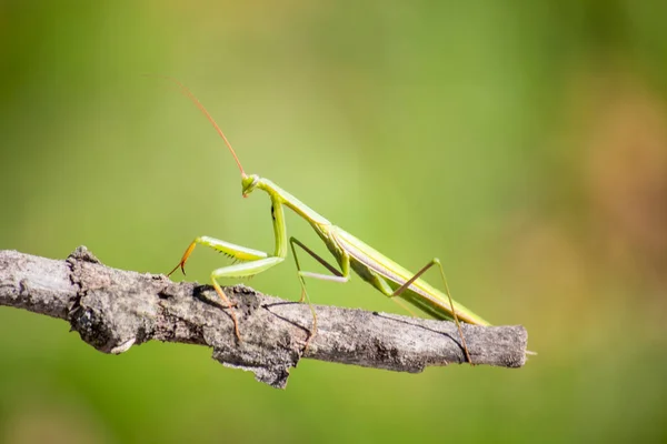 Green Mantis Wooden Branch — Stock Photo, Image