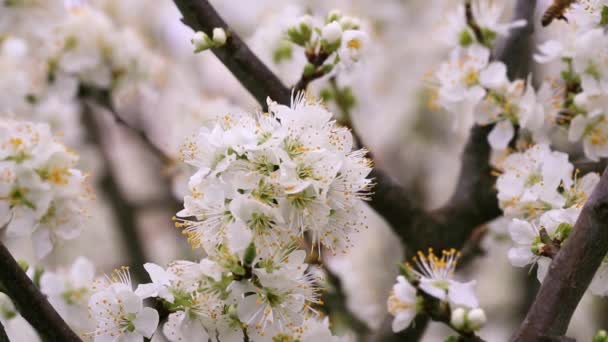 Weiße Blüten Und Arbeitsbiene Sammeln Eifrig Pollen — Stockvideo