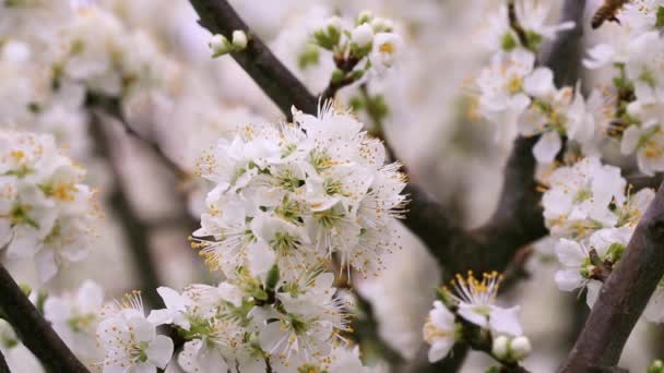 Hvite Blomster Arbeidende Bier Som Samler Inn Pollen – stockvideo