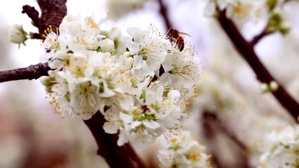 Weiße Blüten Und Arbeitsbiene Sammeln Eifrig Pollen — Stockvideo