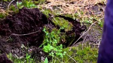 Hazırlık dikim Bahçe kazma