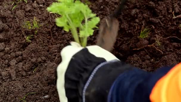 Plantando Vegetal Jardim — Vídeo de Stock