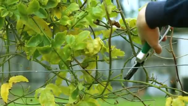 Taille Une Vigne Dans Jardin — Video