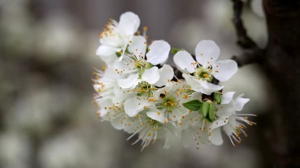 White Tree Blossoms Swaying Breeze — Stock Video