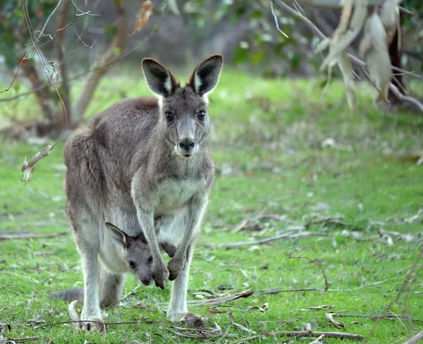 Känguru Weibchen Mit Joey Ragt Den Kopf Aus Dem Beutel lizenzfreie Stockfotos