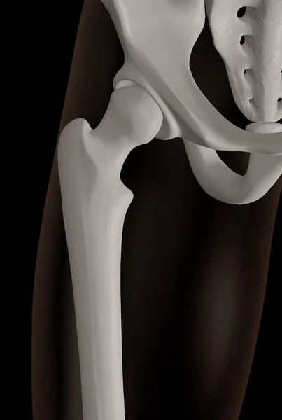 고관절 영역의 렌더링 비구와 대퇴골 관절을 보여주는 — 스톡 사진