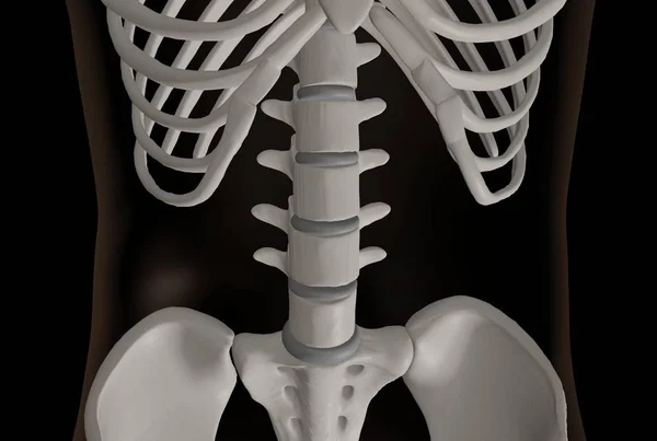 Απόδοση Της Περιοχής Οσφυϊκής Μοίρας Της Σπονδυλικής Στήλης Του Σκελετού — Φωτογραφία Αρχείου
