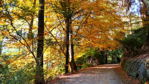 Schöne Herbstfarben Den Bäumen Entlang Eines Weges — Stockvideo