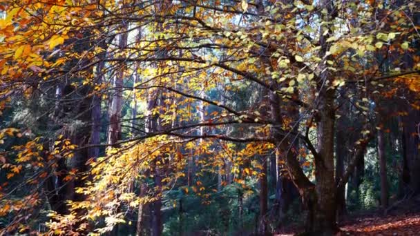 Grand Vieil Arbre Drapé Feuillage Automne Coloré — Video