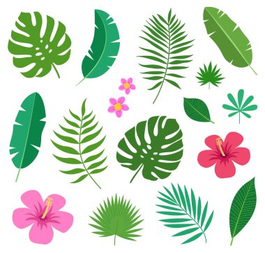 Beyaz arka planda tropik egzotik bitki yaprakları, plumeria çiçekleri ve amber çiçekleri var. Vektör illüstrasyonu